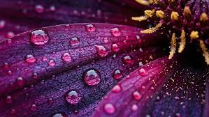 Macro Photography Techniques: Getting Close and Sharp in 2026 (Complete Guide)