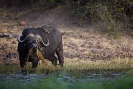 Best Telephoto Lenses for Wildlife Photography in 2026 (Ultimate Guide)