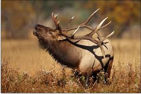 Best Telephoto Lenses for Wildlife Photography in 2026 (Ultimate Guide)