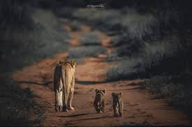 Best Telephoto Lenses for Wildlife Photography in 2026 (Ultimate Guide)