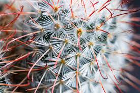 Macro Photography Techniques: Getting Close and Sharp in 2026 (Complete Guide)