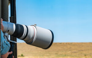 Wildlife Photography Breakdown: Timing, Gear, and Settings Explained