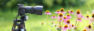 Macro Photography Techniques: Getting Close and Sharp in 2026 (Complete Guide)