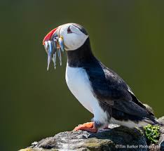 Wildlife Photography Breakdown: Timing, Gear, and Settings Explained